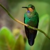 Kolibrik subtropicky - Heliodoxa jacula - Green-crowned Brilliant o0846